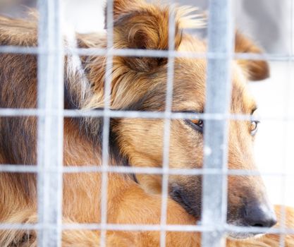 Animals arent meant to be stuck behind a cage -animal cruelty. A dog confined in a cage at the pound