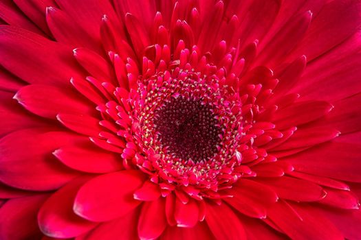 A close view of a beautiful red gerbera flower. Nature background