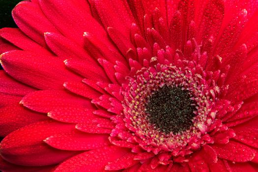 A close view of a beautiful red gerbera flower. Nature background