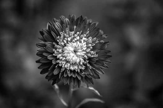 Amazing flower of aster Callistephus chinensis. Close up