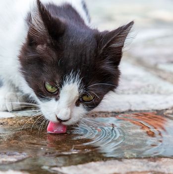 Cute cat drinks water. Close up