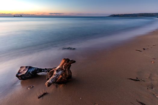 Seascape. Early morning at sea shore with an old tree on the beach.