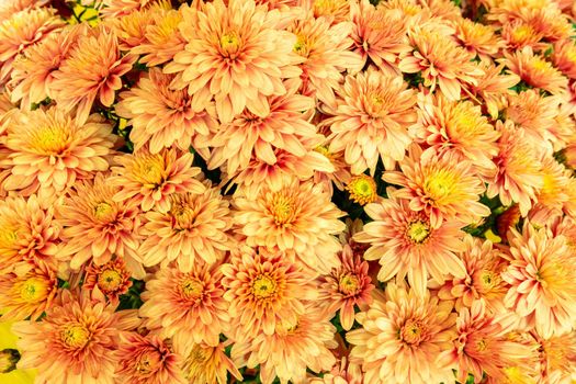 Blooming orange Mums or Chrysanthemums , autumn flower background.