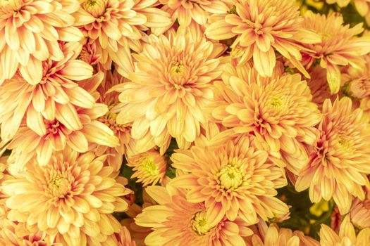 Blooming yellow Mums or Chrysanthemums , autumn flower background.