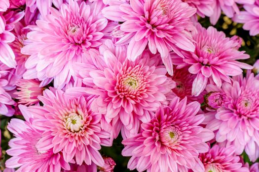Blooming pink Mums or Chrysanthemums , autumn flower background.