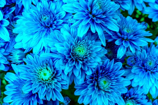 Blooming Mums or Chrysanthemums in blue, abstract color