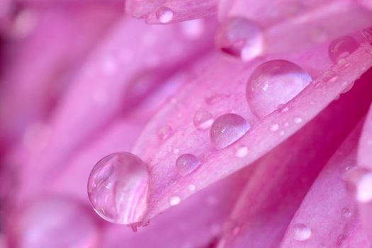 A close view of beautiful pink leaves with water drops.