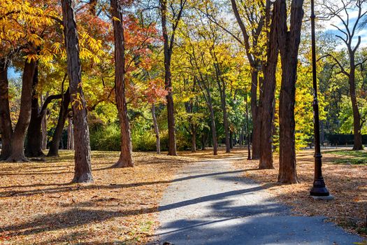 Autumn landscape - trees and fallen leaves in the city park. Day time