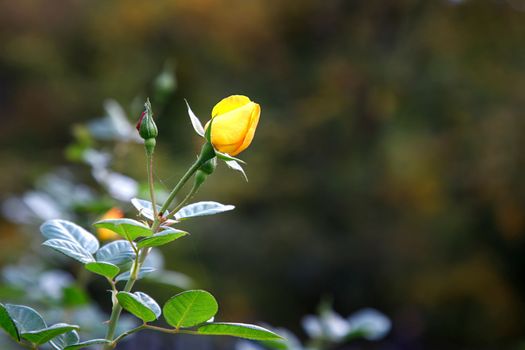 Bud of yellow rose on the Branch in the Garden. Flowering yellow roses in the garden. 