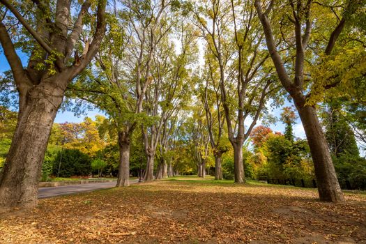 Trees in park during autumn