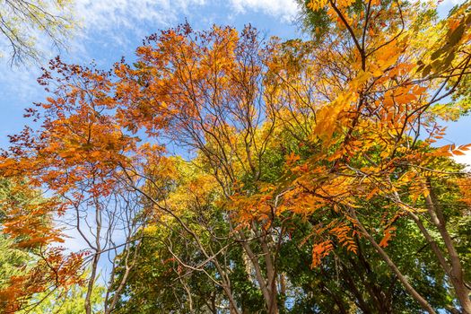 Amazing leaves colors in Autumn against the sky. Up view