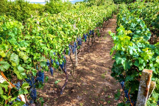 Green vine rows with ripe grapes.