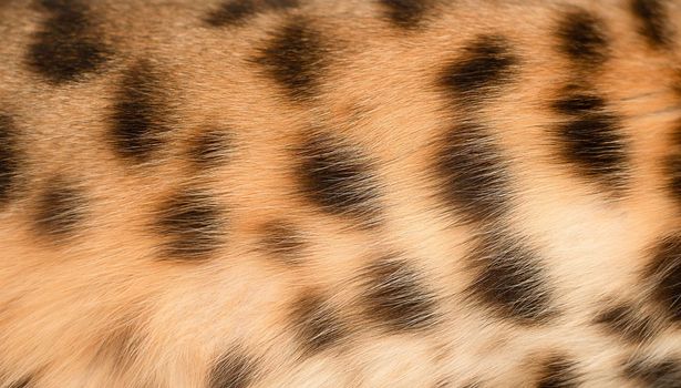 Leopard background. The body of a red spotted animal. Wool. Part of the body of a purebred domestic Bengal cat. Close-up. Texture. Concept. Ukraine