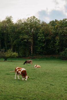 Cows grazing in a meadow against a backdrop of forest mountains during sunset. cows graze in a meadow against the backdrop of summer. Cows graze in the meadow against the backdrop of forest mountains. Beautiful landscape with alpine pastures, forest and cloudy sky. Agriculture in the highlands.