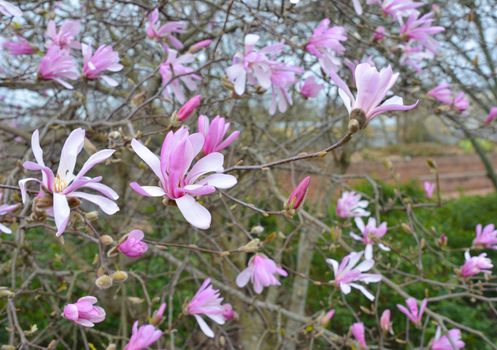 Spring Blossoms of a Magnolia tree in France