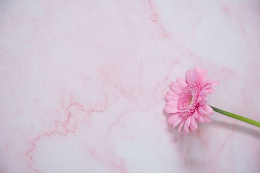 one pink gerbera flower on pink marble background with space for text. High quality photo