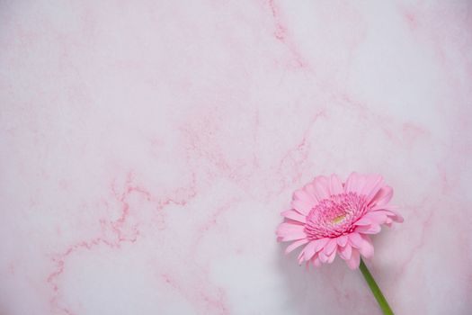one pink gerbera flower on pink marble background with space for text. High quality photo