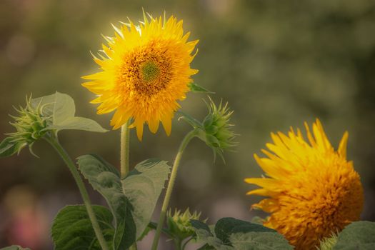sunflowers, flowers garden at golden sunset, idyllic landscape in Giverny, France
