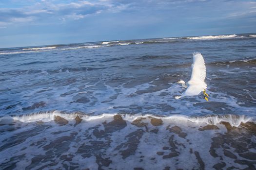 Heron egret flying on beach in Torres at dramatic evening, Rio Grande do Sul, Brazil