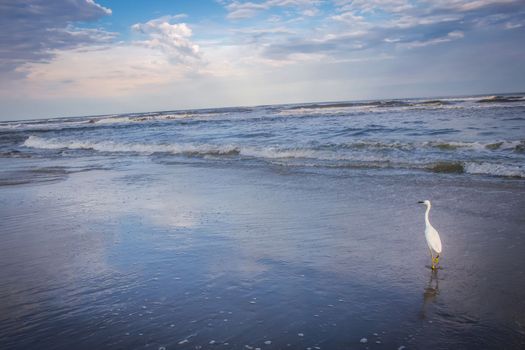 Heron egret standing on beach in Torres at dramatic evening, Rio Grande do Sul, Brazil