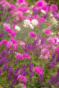 Purple and pink flowers garden at golden sunset, idyllic landscape in Giverny, France