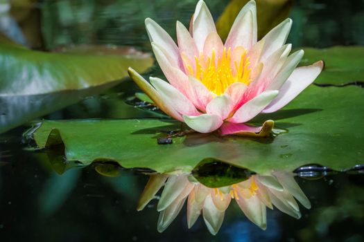 Water Lily Flower Blooming on idyllic water pond, Giverny, France