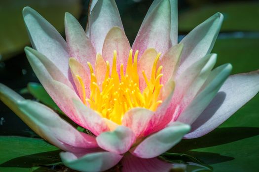 Water Lily Flower Blooming on idyllic water pond, Giverny, France