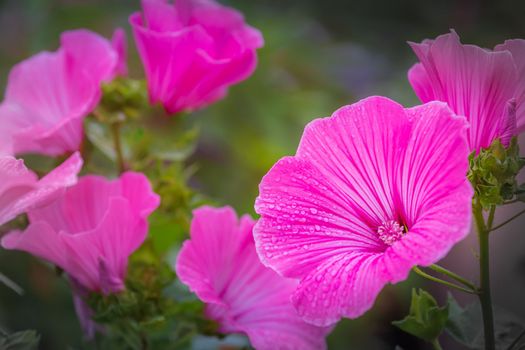 Colorful delicate flowers garden at golden sunset with drops of water, idyllic landscape in Giverny, France