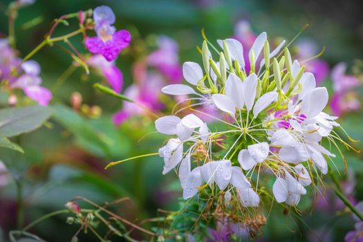 Colorful delicate flowers garden at golden sunset with drops of water, idyllic landscape in Giverny, France