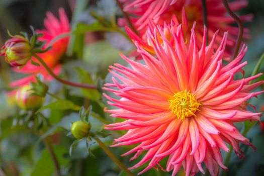 Colorful delicate flowers garden at golden sunset with drops of water, idyllic landscape in Giverny, France