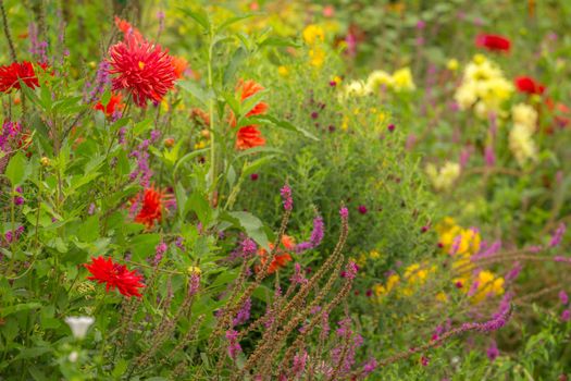 Colorful delicate flowers garden at golden sunset, idyllic landscape in Giverny, France