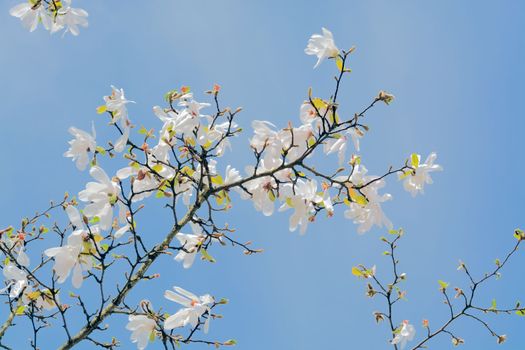 Branch of blossoming white magnolia on blue sky background on sunny day
