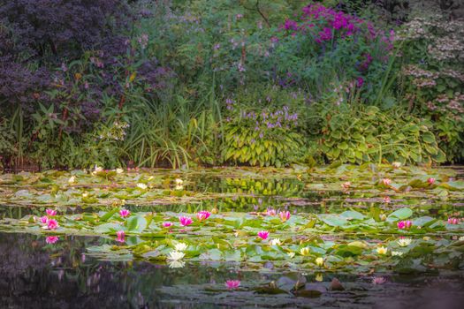 Water Lily Flower Blooming on idyllic water pond, Giverny, France