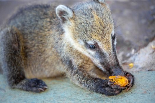 Exotic and cute Coati Raccoon eating in Iguazu Park, Argentina, border with Brazil