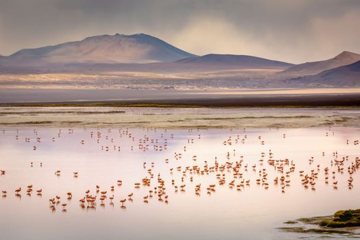Laguna colorada, Red lake, with Andean Flamingos and Idyllic Altiplano Atacama Desert, Volcanic landscape, Potosi, Bolivian Andes, Bolivia