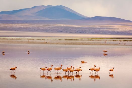 Laguna colorada, Red lake, with Andean Flamingos and Idyllic Altiplano Atacama Desert, Volcanic landscape, Potosi, Bolivian Andes, Bolivia