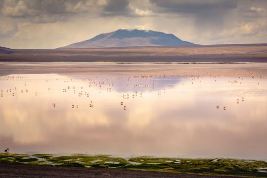 Laguna colorada, Red lake, with Andean Flamingos and Idyllic Altiplano Atacama Desert, Volcanic landscape, Potosi, Bolivian Andes, Bolivia