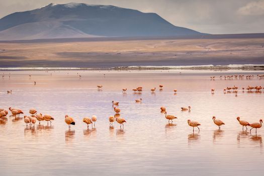 Laguna colorada, Red lake, with Andean Flamingos and Idyllic Altiplano Atacama Desert, Volcanic landscape, Potosi, Bolivian Andes, Bolivia