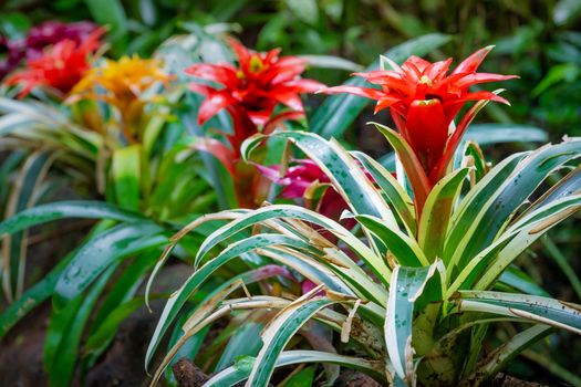 Bromeliad Flowers, Guzmania Tropical plants in Brazilian rainforest, Pantanal , Brazil