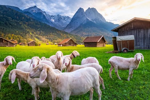 Sheeps and Bavarian alps with rustic farm barns, Garmisch Partenkirchen, Zugspitze massif, Bavaria, Germany