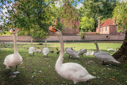 Idyllic Public park near Beguinage monastery with swans and ducks, Bruges, Belgium