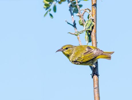 Amakihi honey creeper perched on a tree in Hawaii