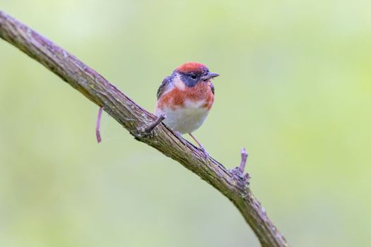 Bay Breasted Warbler perched on a branch in Ohio