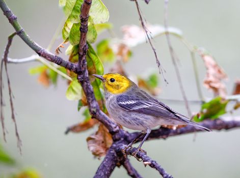 Hermit warbler perched on a tree in Arizona