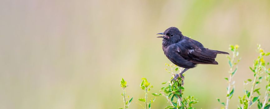 Sooty breated chat perched on a tiny plant in Africa
