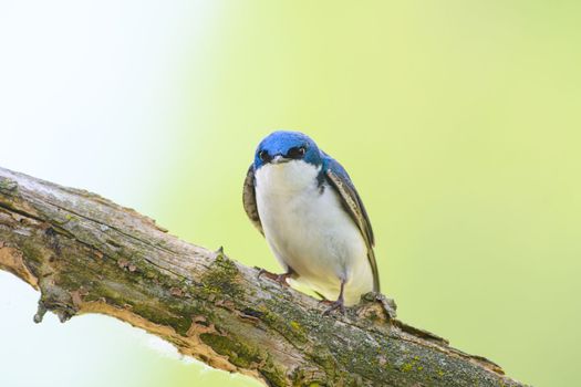 Tree swallow staring down the photographer in Michigan