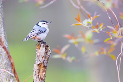 Whited breasted nuthatch perched on a tree in Michigan