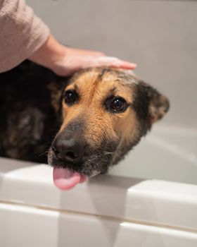 Woman is washing her dog. Funny Headshot of young yuppy showering with shampoo in bath sticking out tongue.