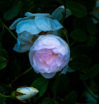 white roseship flower with a magical pink glow on a dark green background. High quality photo