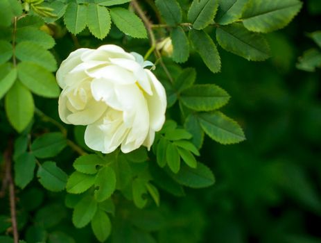 white roseship flower on a dark green background. High quality photo